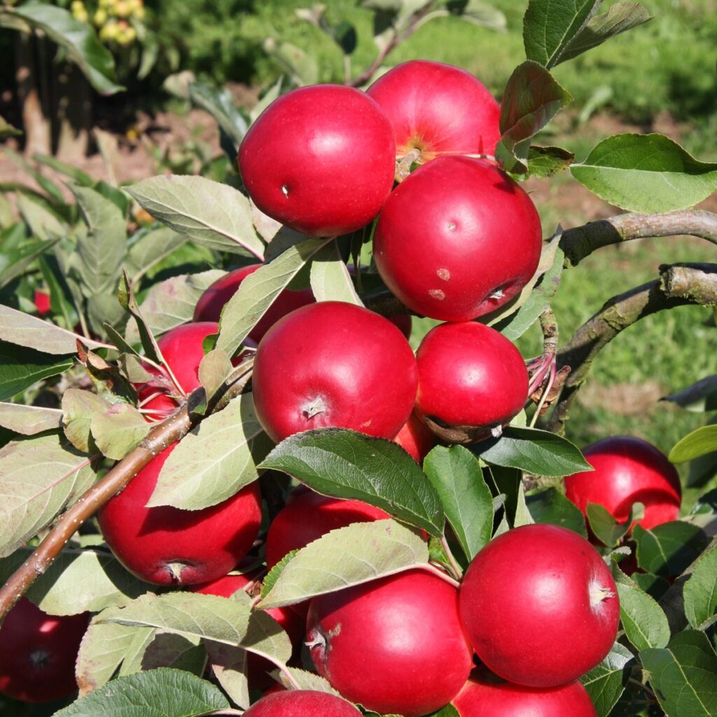 Apple Scrumptious Bush Fruit Tree 5038838006920 2